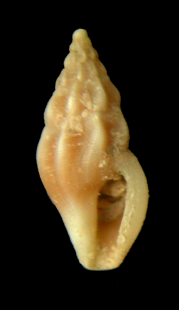 hedropleura septangularis